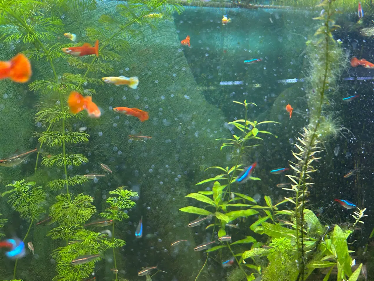 Billede 5 - 🐠 Guppyer – voksne i flotte farver | Afhentning