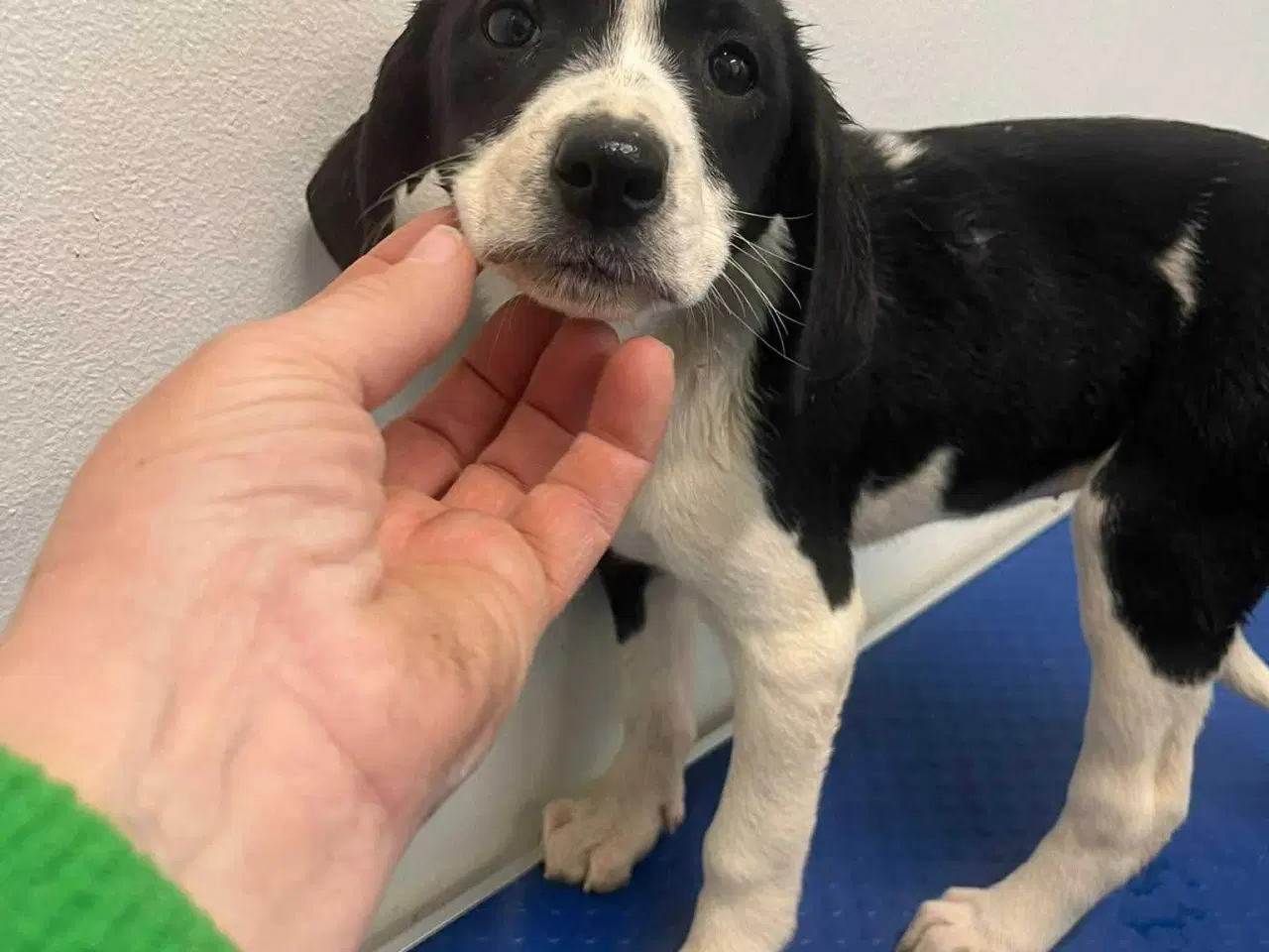 Billede 1 - Sødeste Kaley søger familie