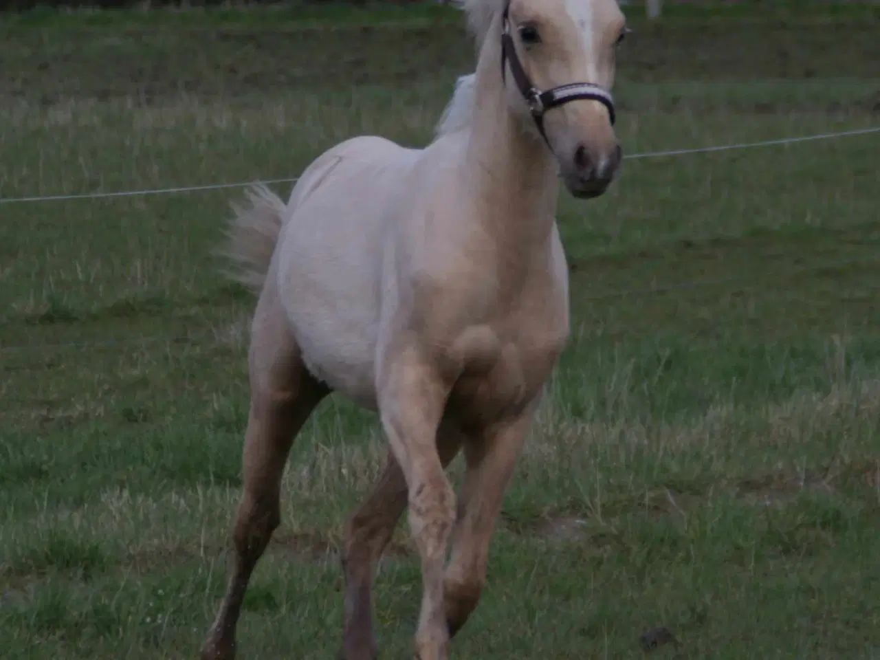 Billede 7 - Smuk Pony Welsh Partbred 1 år 130 cm.