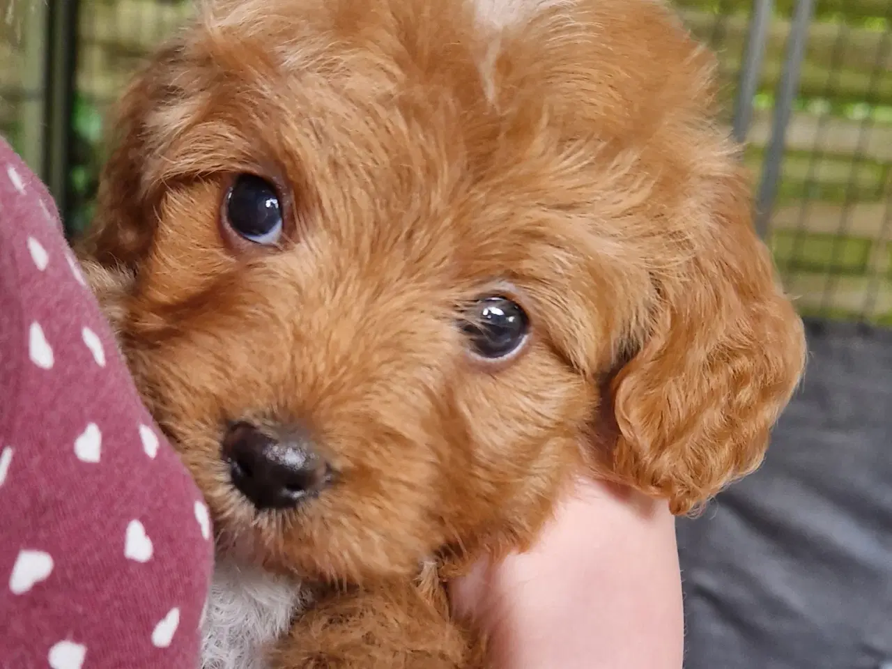 Billede 1 - Havapoo Puddel &Bichon Havanais hvalpe 