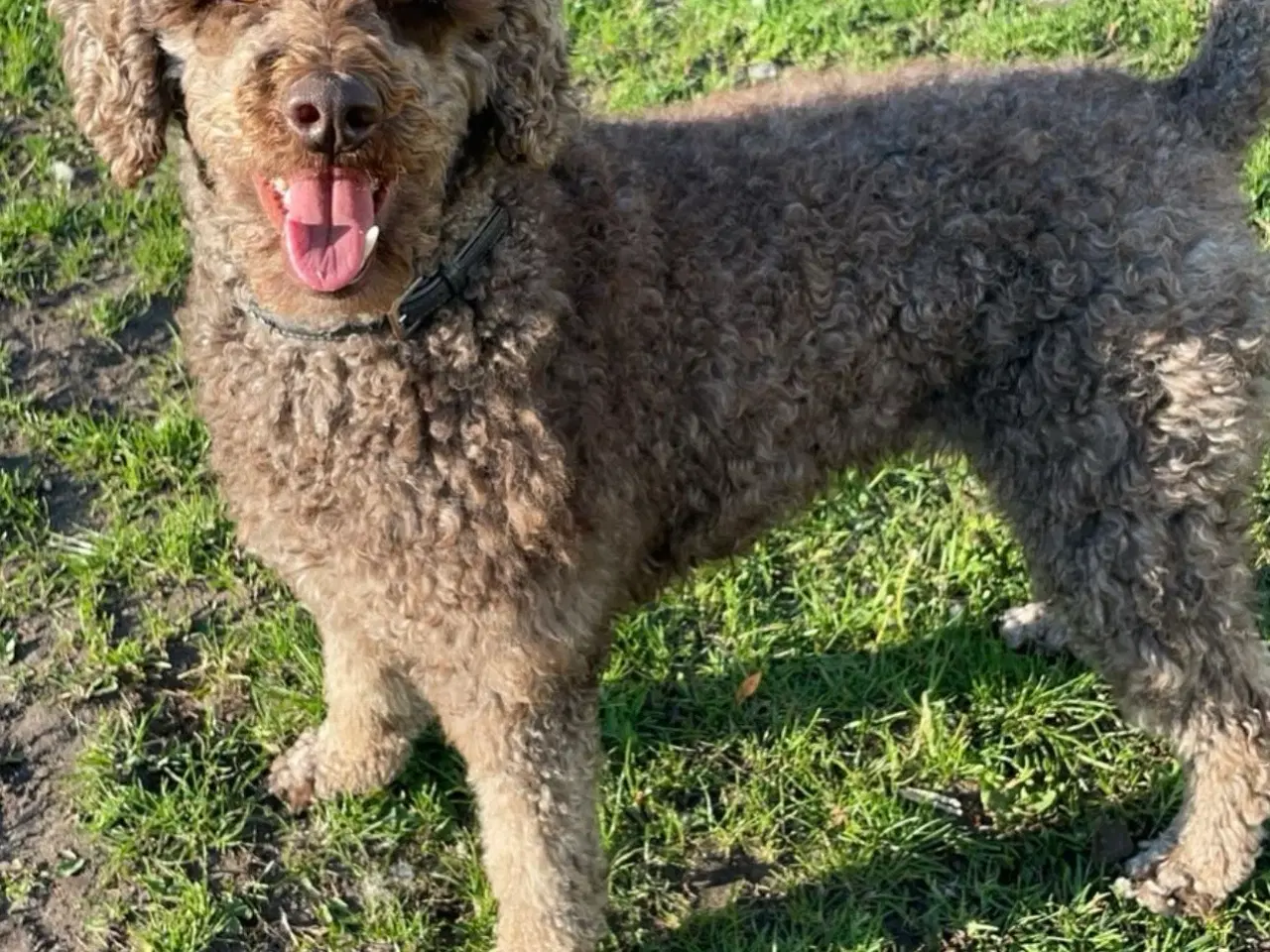 Billede 5 - Poodle hvalpe