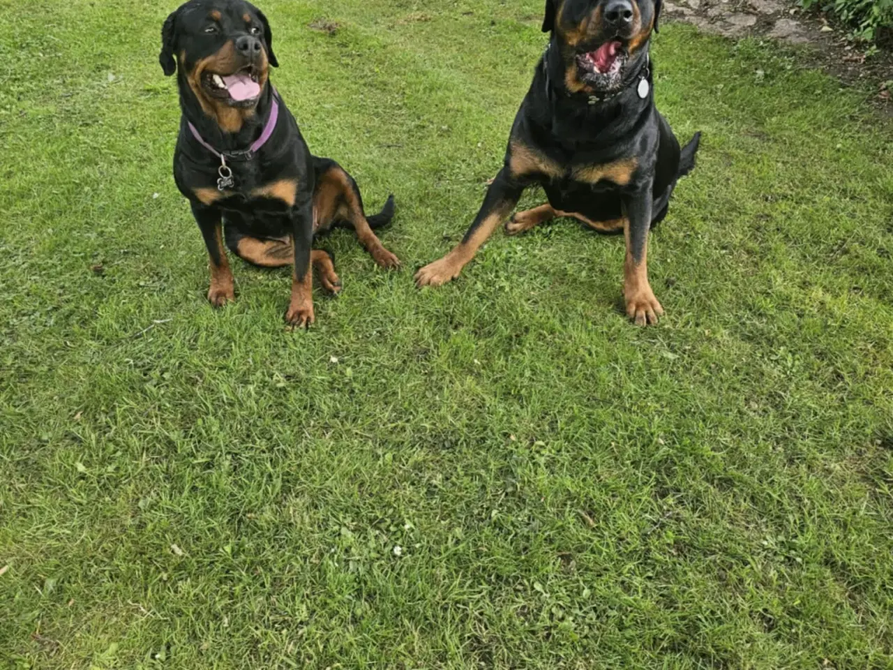 Billede 7 - Rottweiler hvalpe