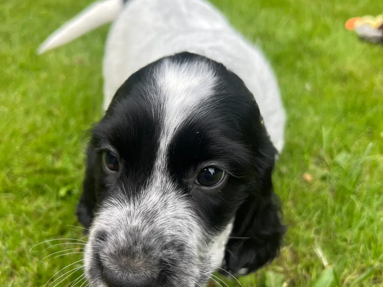 Billede 2 - Ft springerspaniel/cocker spaniel hvalpe 