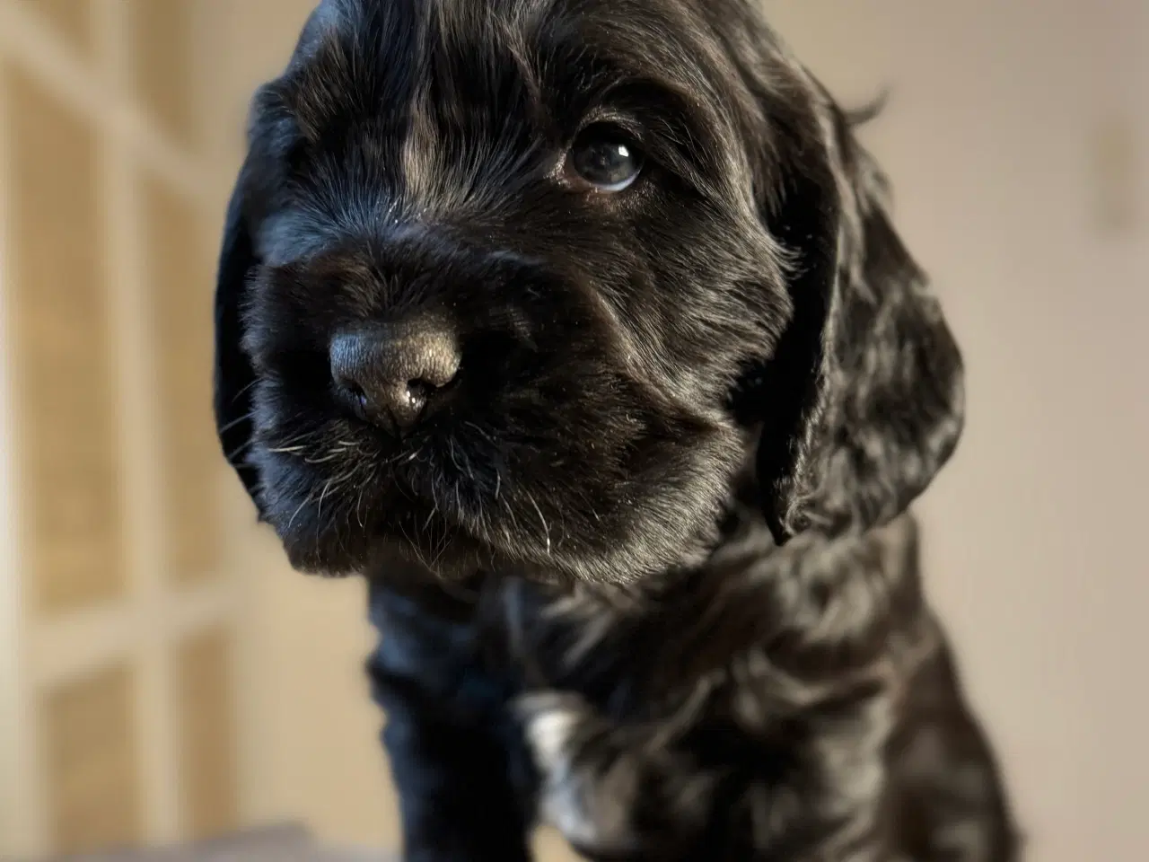 Billede 1 - Sort Cockerspaniel på 5 uger af testede forældre
