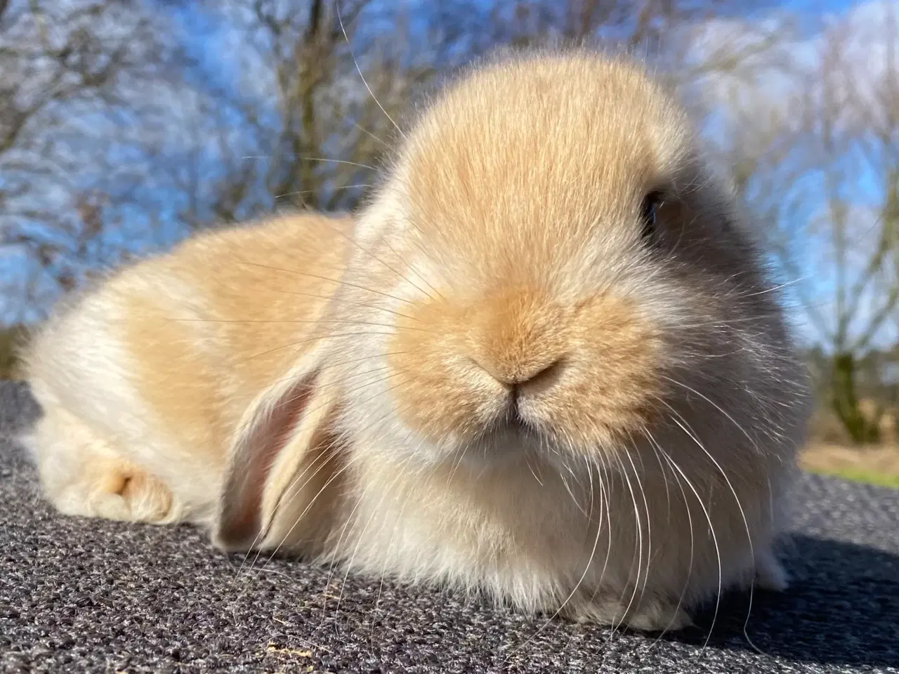 Billede 1 - FRANSK VÆDDER HUN VILDTGUL