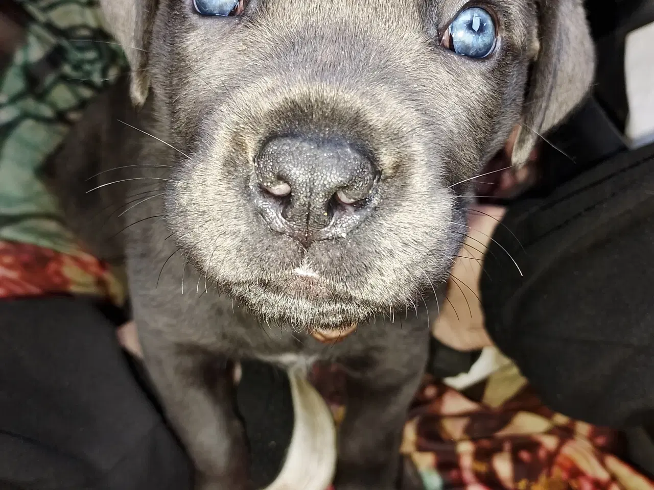 Billede 3 - Cane Corso hvalpe med de sødeste blå øjne 