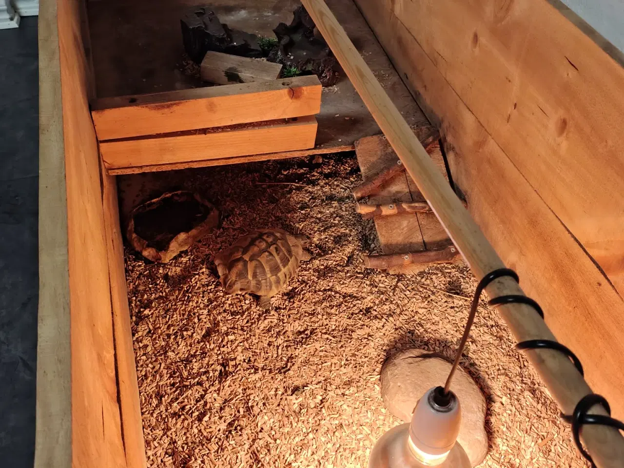 Billede 3 - Græsk landskildpadde han på 5 år