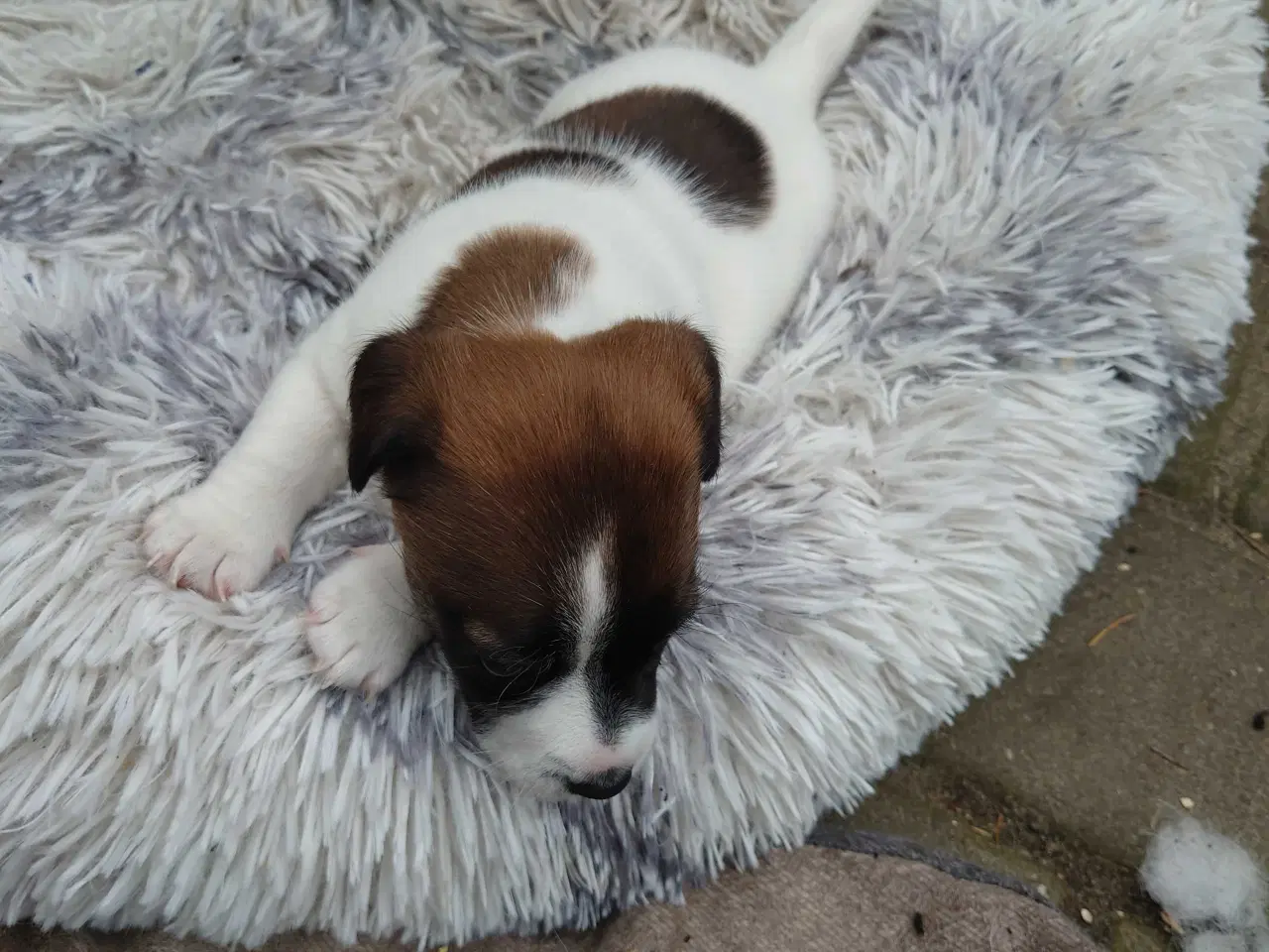 Billede 7 - Jack Russel hvalp (lav benet type).
