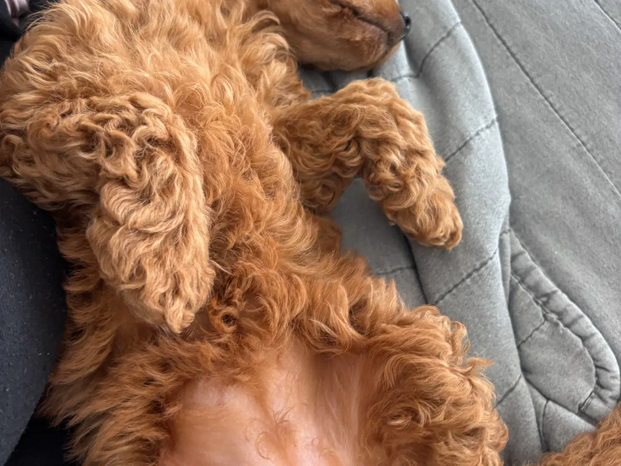 Billede 6 - 9 uger gammel dværg puddel tæve søger nyt hjem