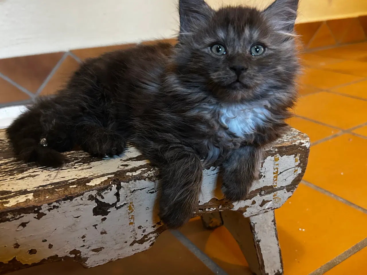 Billede 1 - Sally leder efter kærlig familie