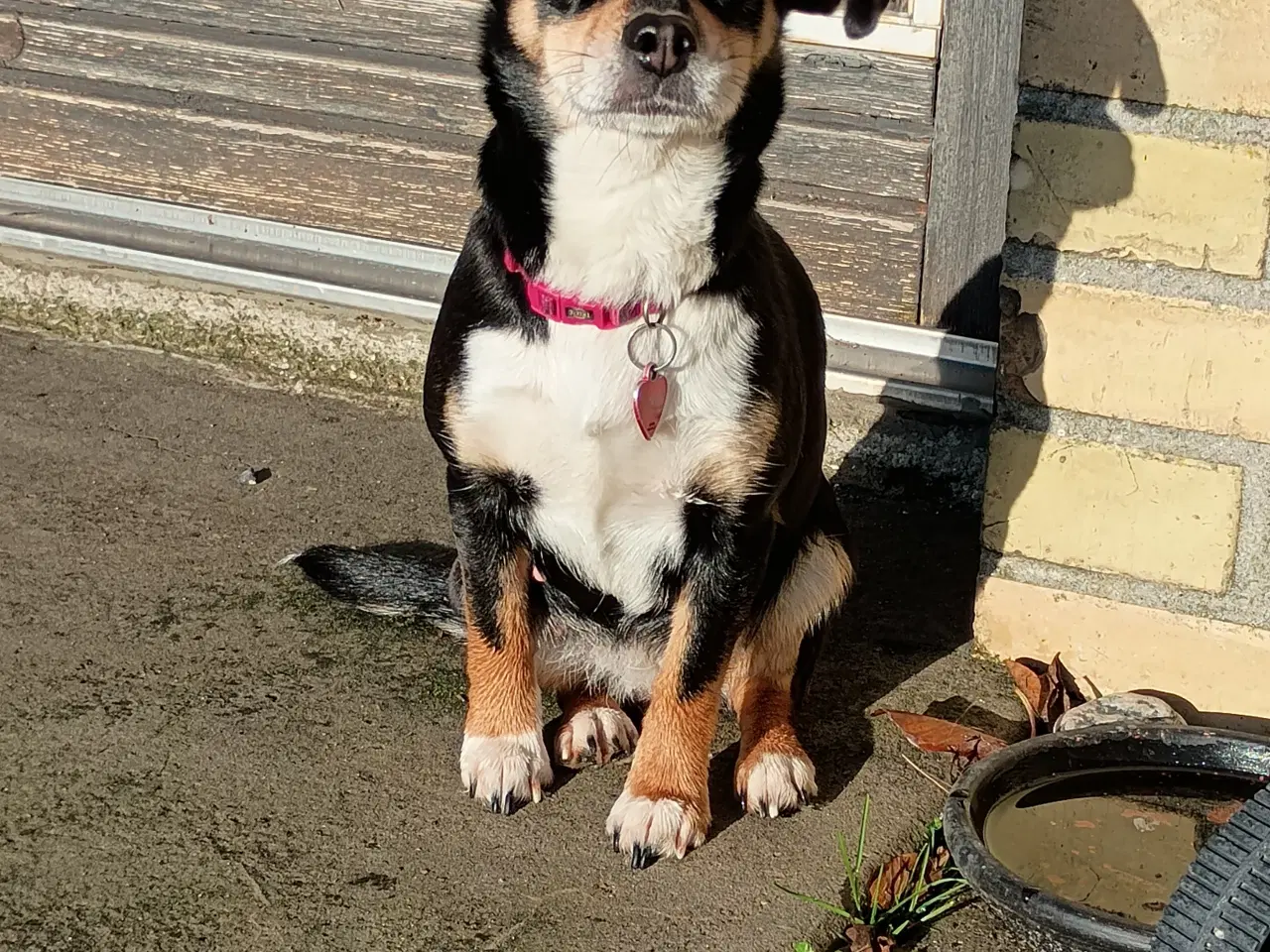 Billede 6 - 4 små mixpoo piger 🩷