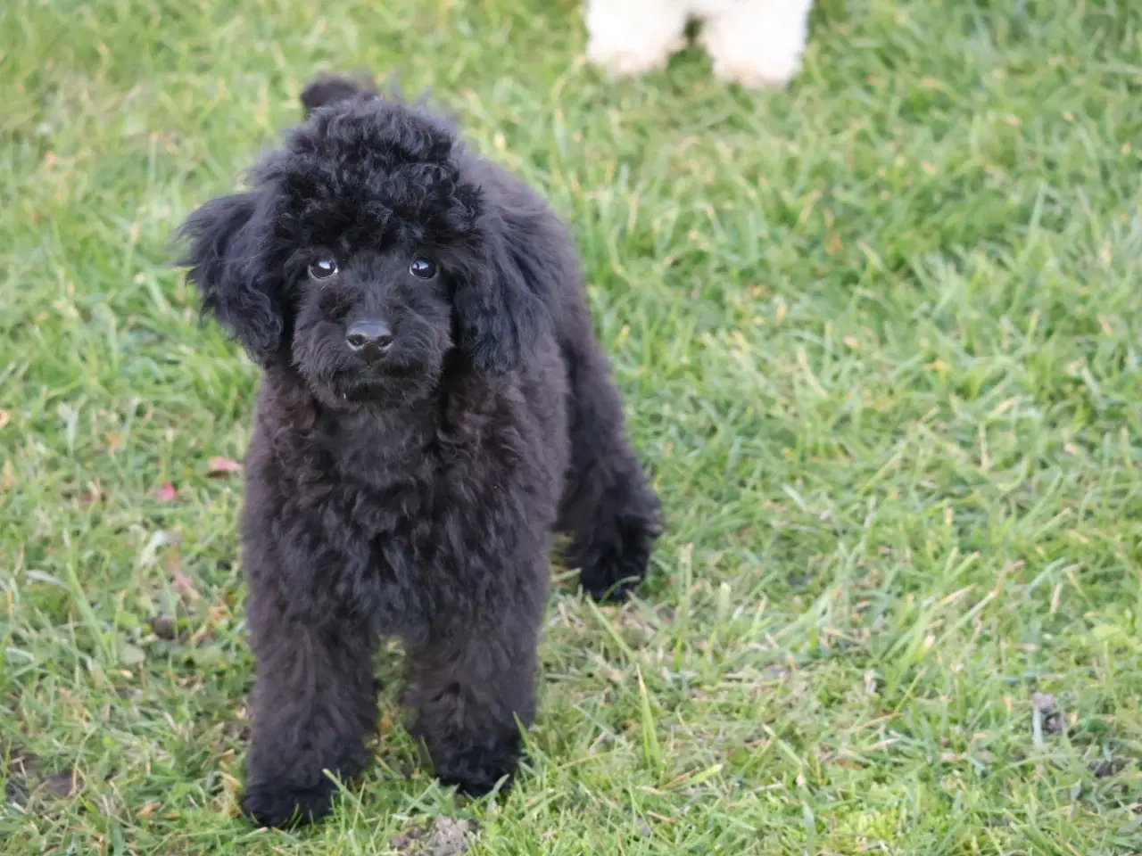 Billede 3 - Dværg- og Toypuddel – to fantastiske drenge