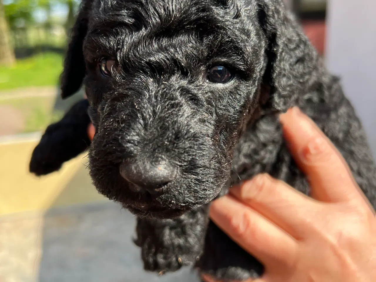 Billede 12 - Goldendoodle hvalpe 