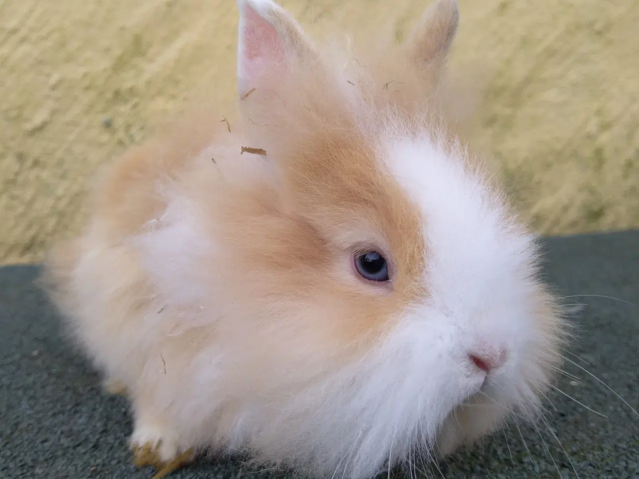 Billede 1 - Hun Teddy Løvehoved hun unge