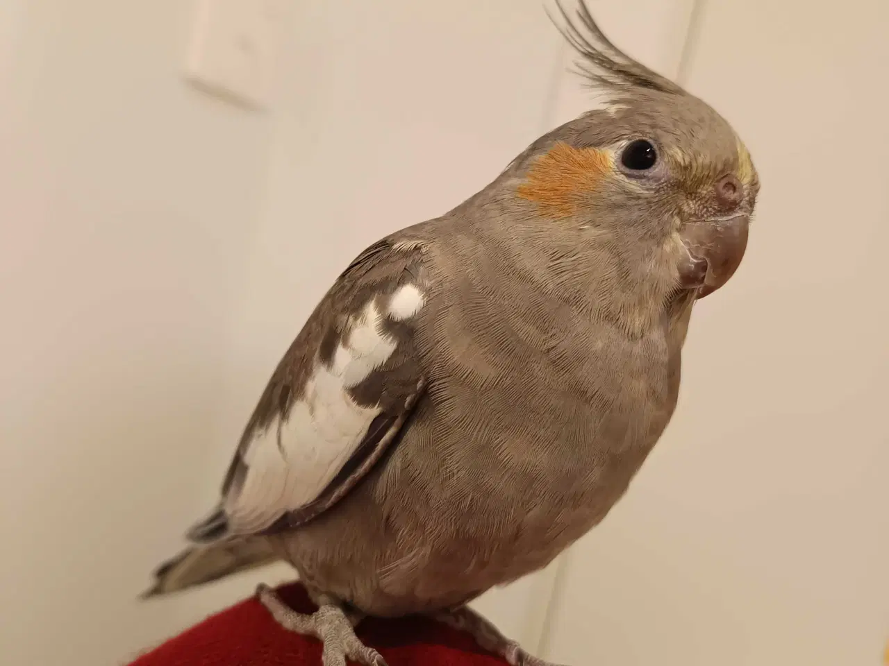 Billede 5 - Nymfeparakit o år