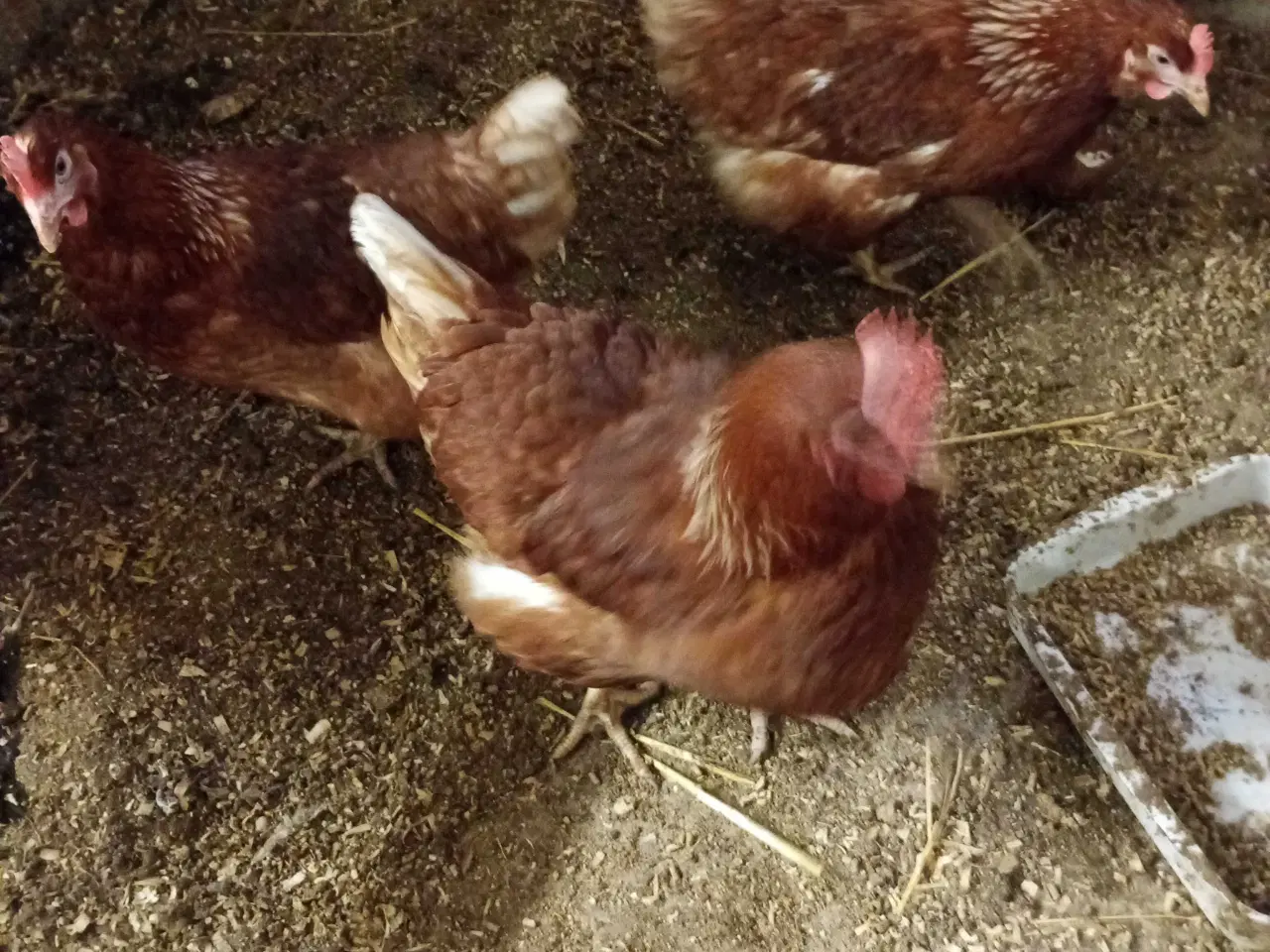 Billede 3 - Høns, 3 Isa Warren, 2 Grønlægger høns+ 1hane