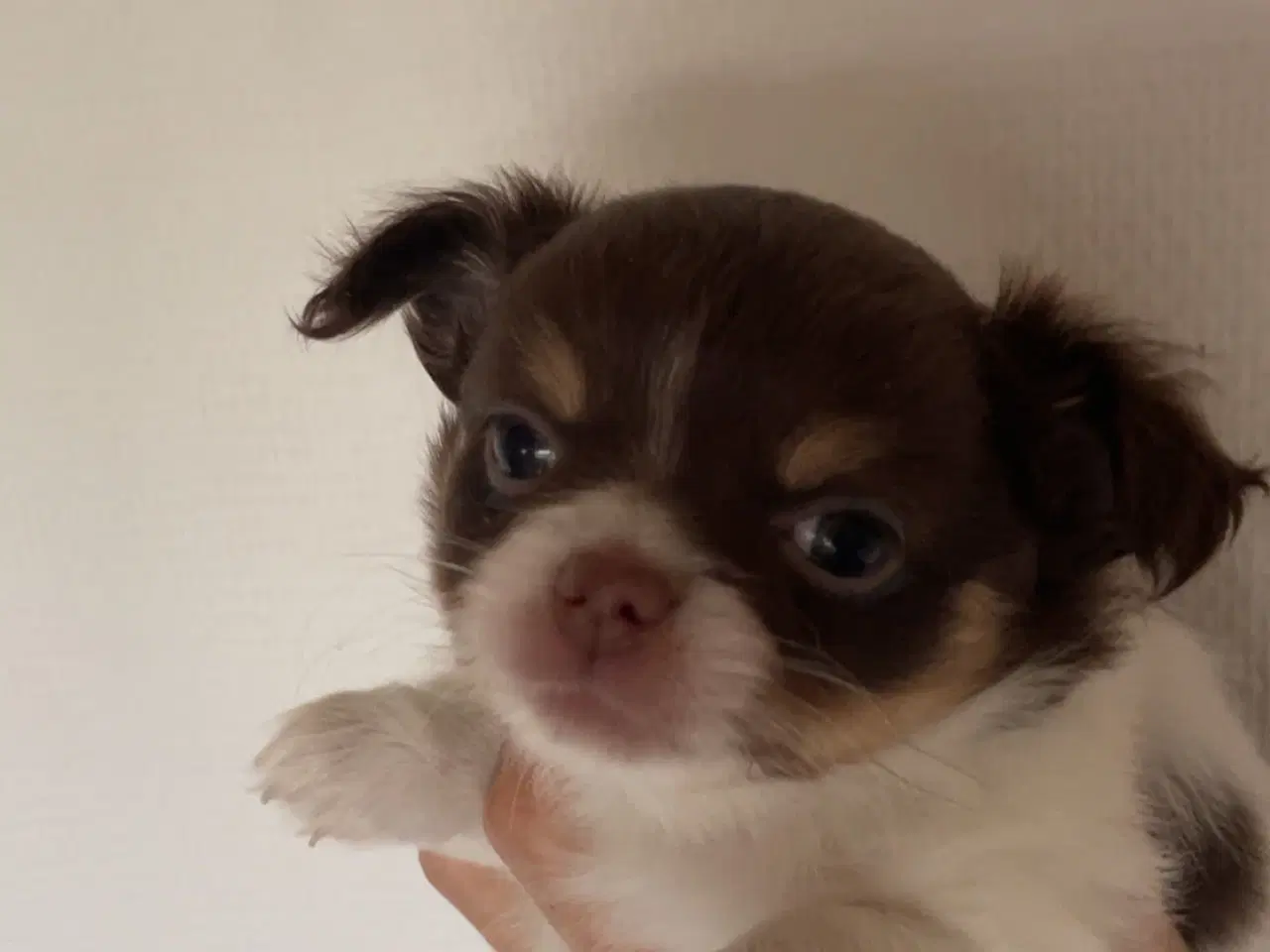 Billede 1 - Han langhåret hvid/chokolade