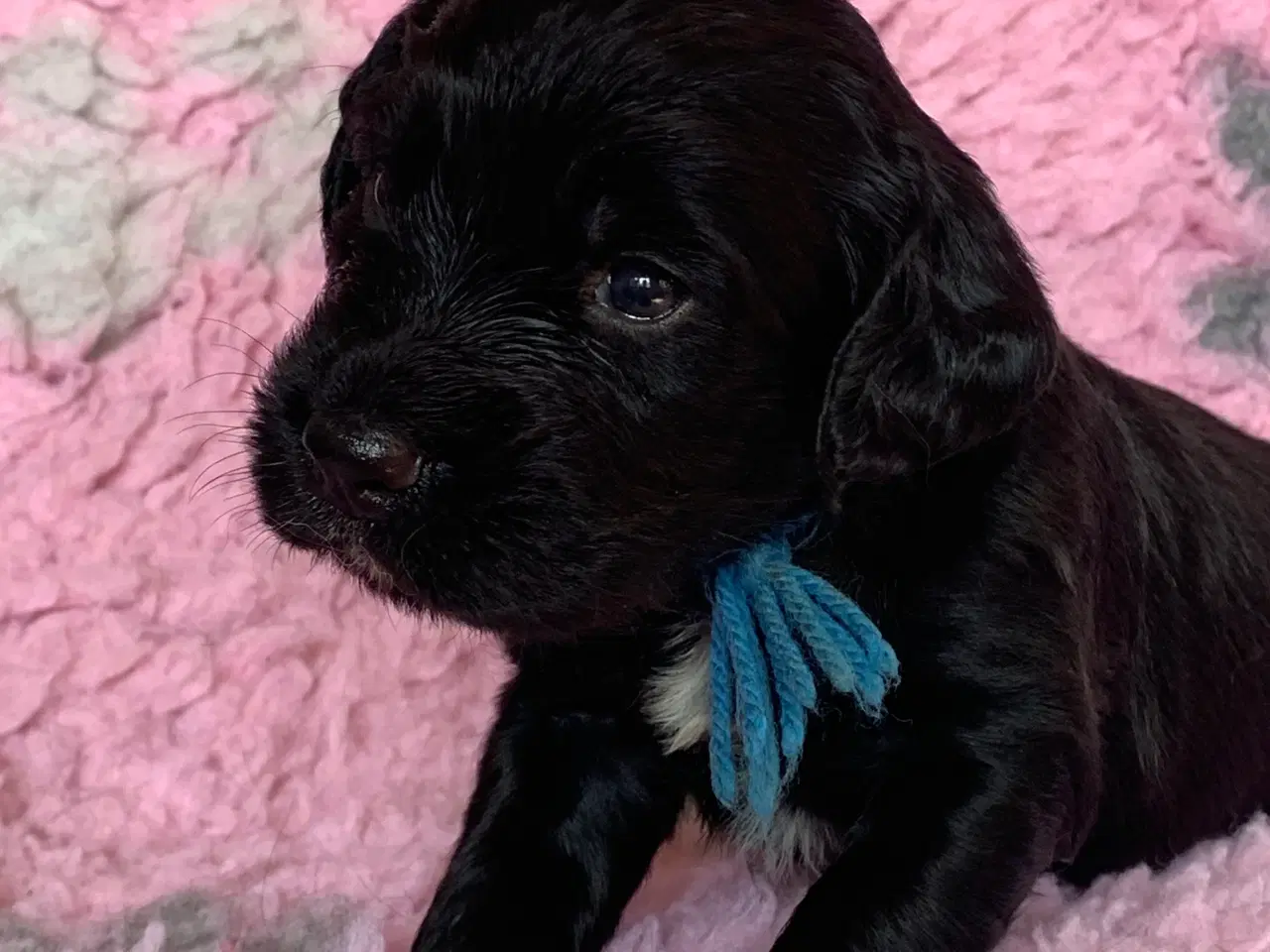 Billede 6 - FT Cocker Spaniel hvalpe