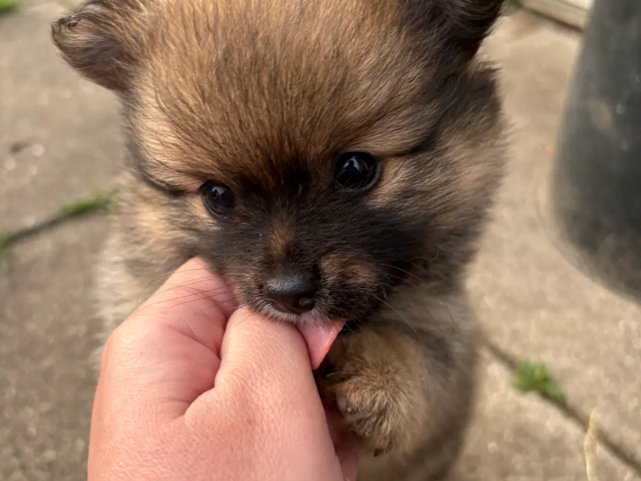 Billede 6 - 2 Pomeranian hvalpe