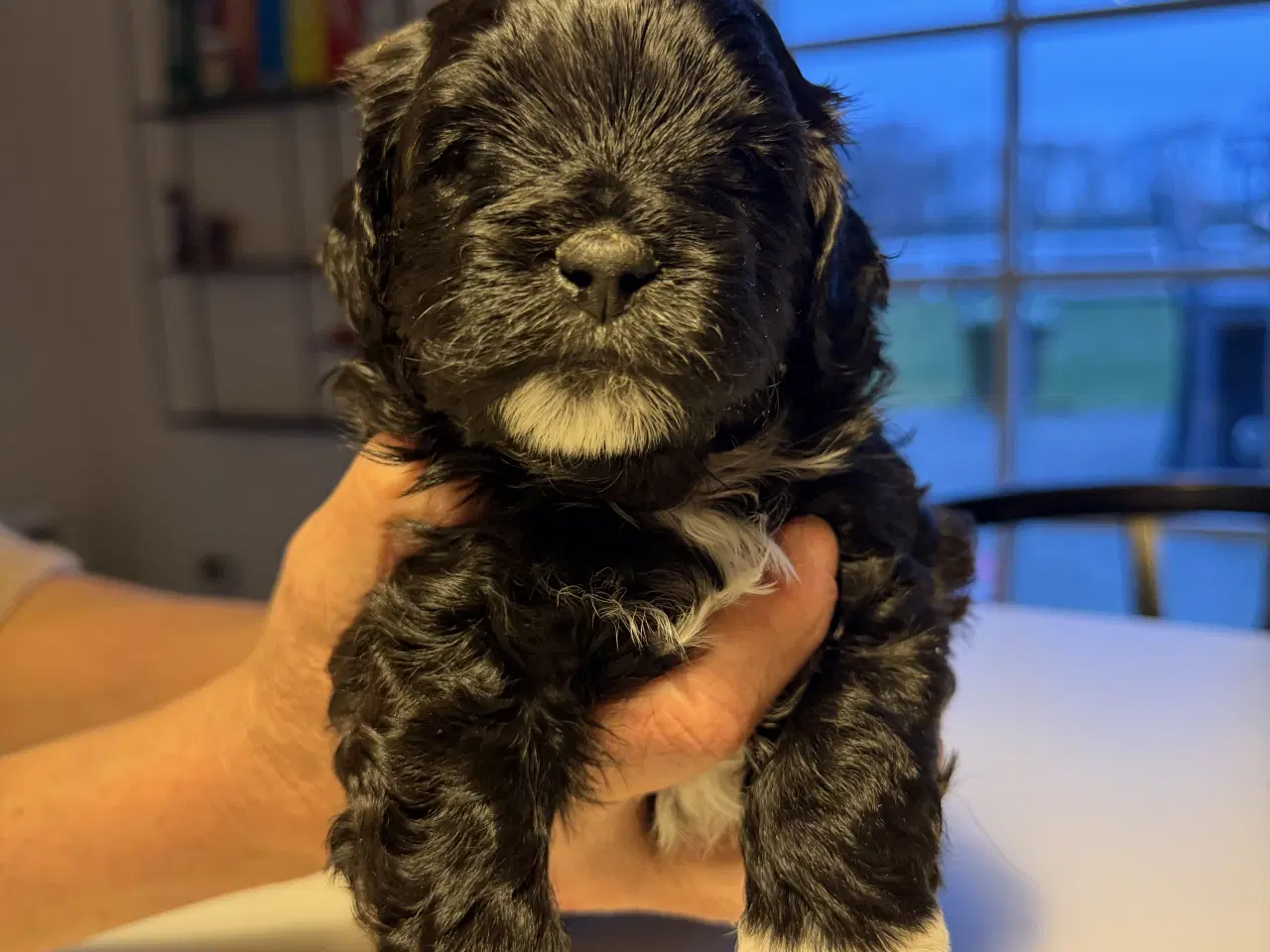 Billede 3 - Shitzu puddel blanding 