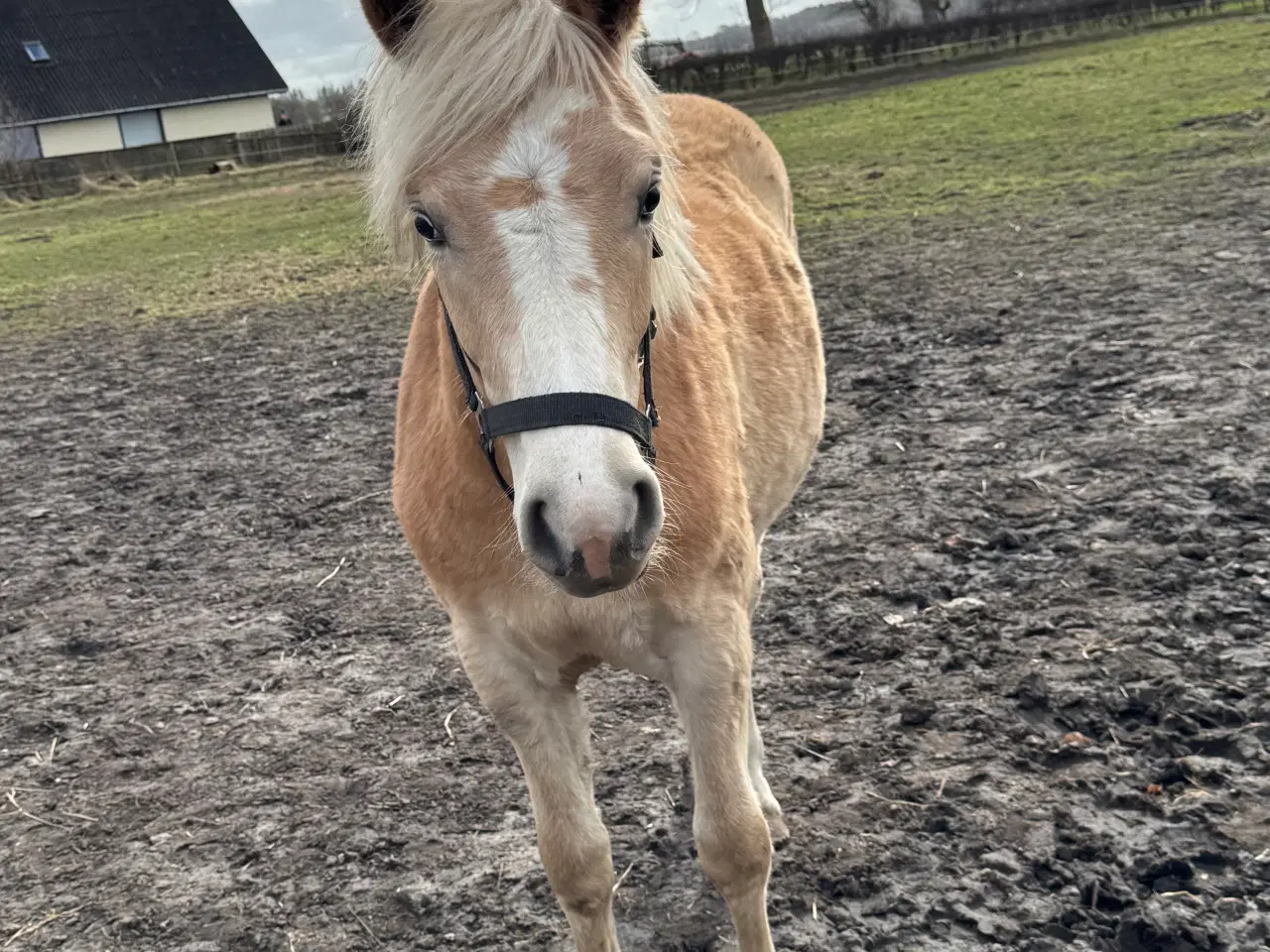 Billede 1 - Haflinger hoppeføl 