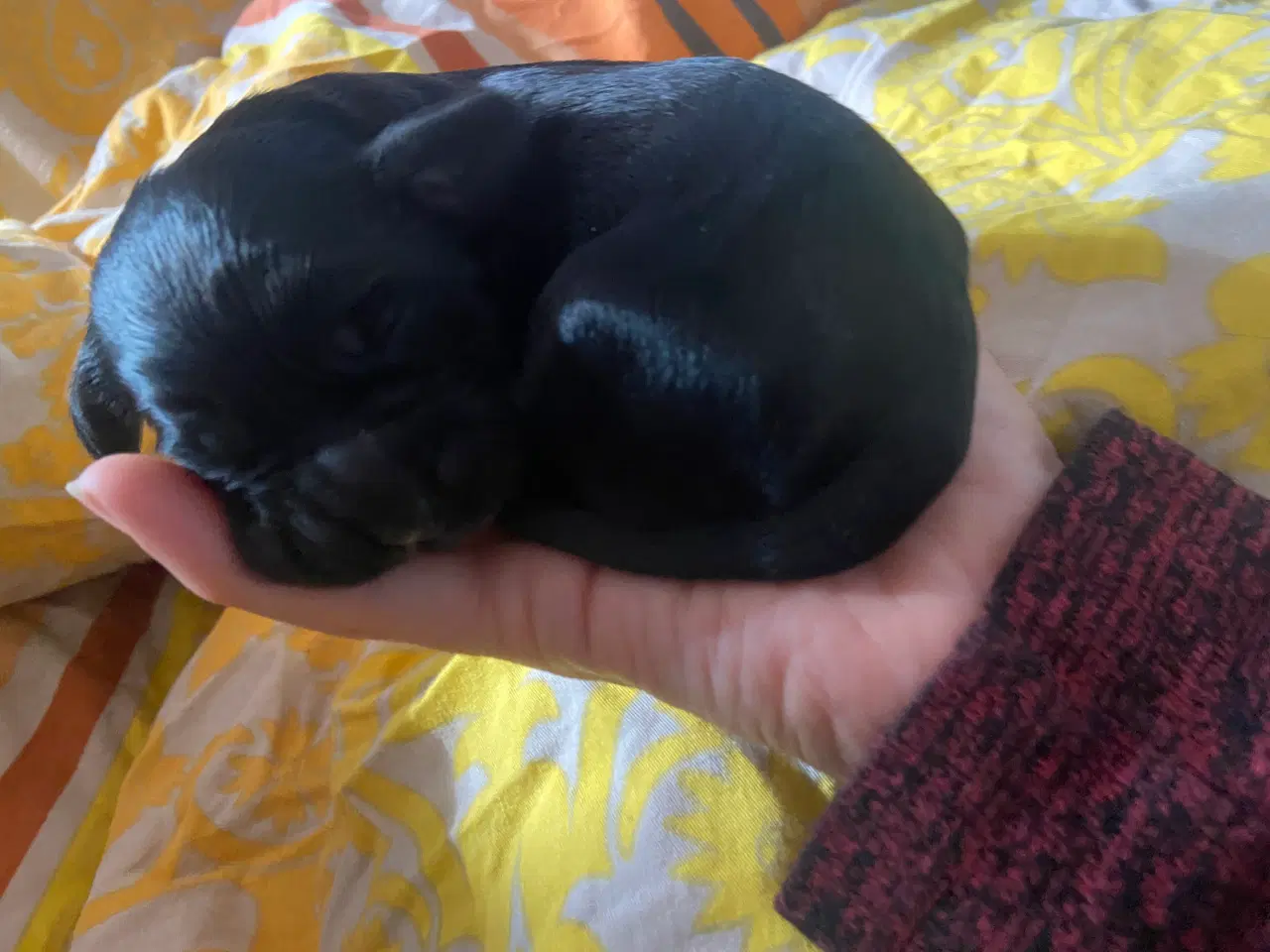 Billede 20 - Eng Cocker spaniels