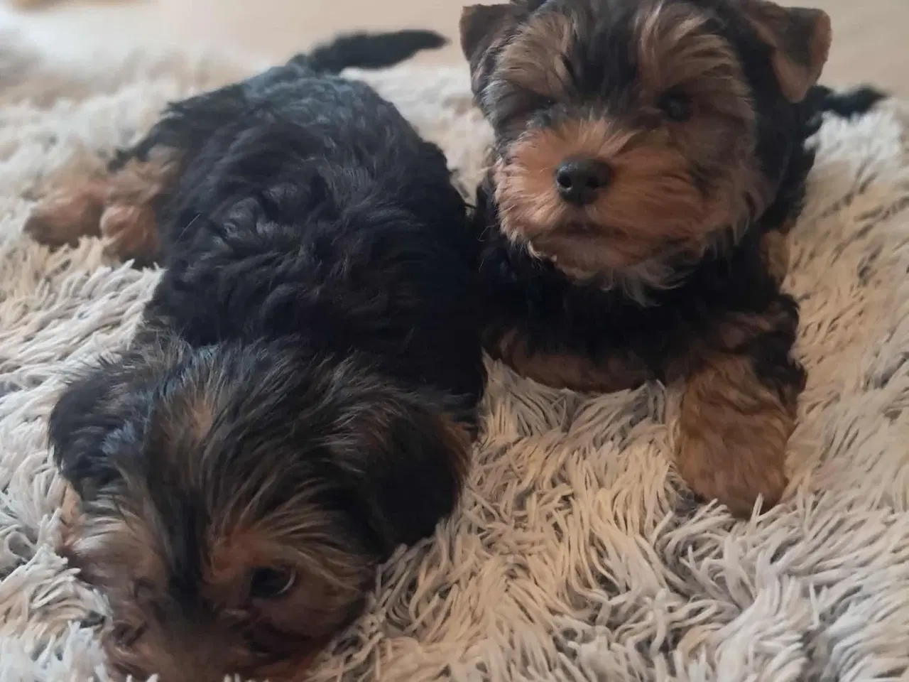 Billede 4 - 🐶 01.09.2025 York Terrie 