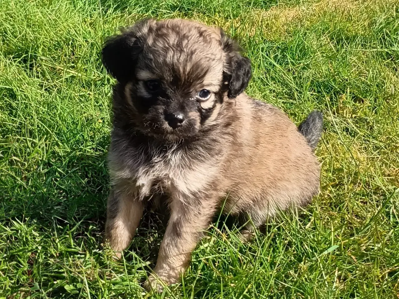 Billede 4 - 4 små mixpoo piger 🩷