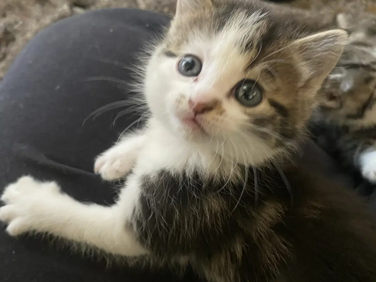 Billede 6 - Dejlige killinger salgs klar d.8-6-26