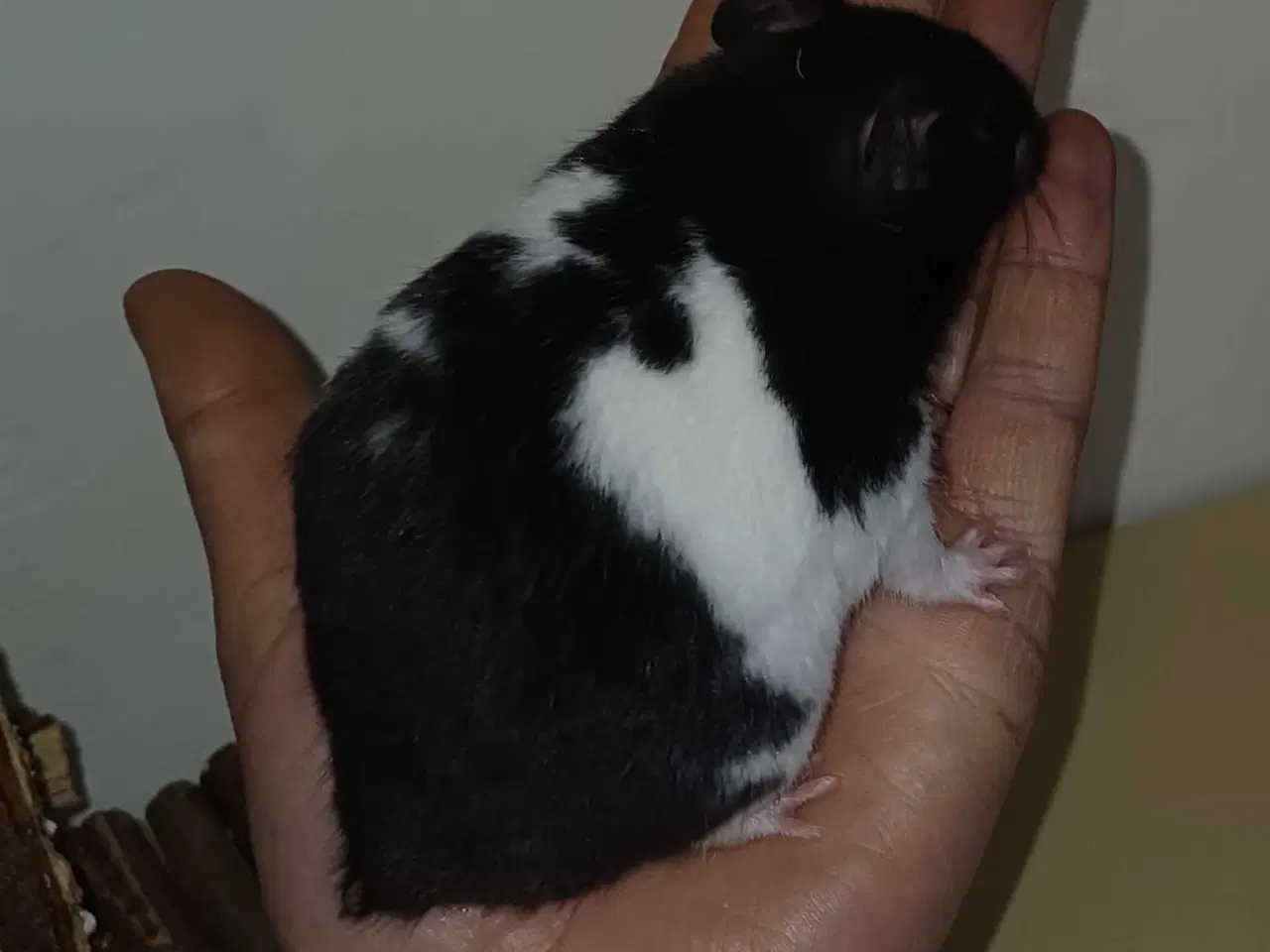 Billede 9 - Guldhamster unger