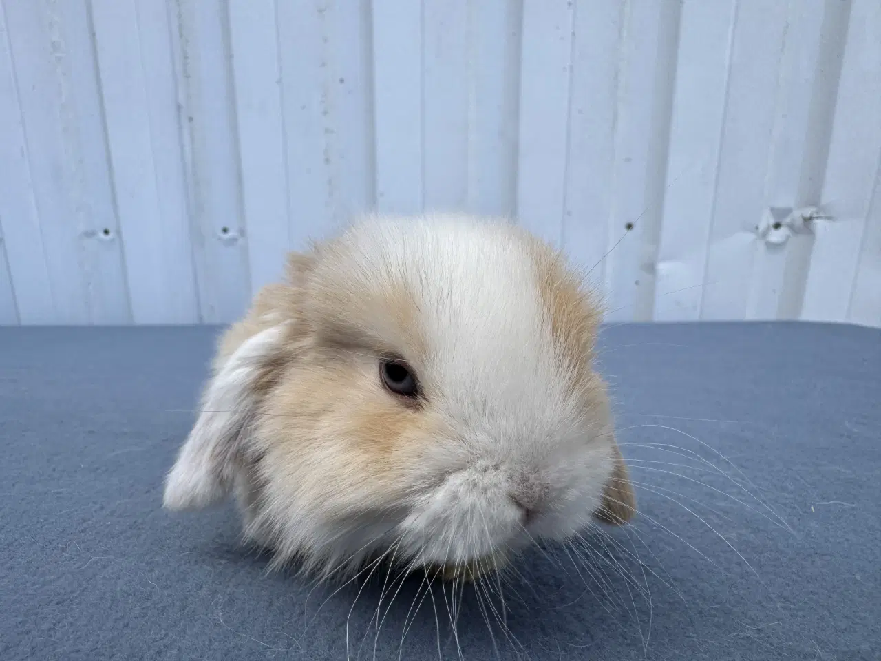 Billede 7 - Dværgvædder/Mini lop hankanin