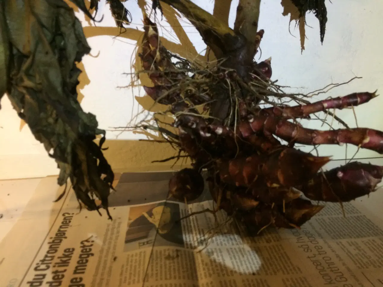 Billede 8 - Jordskokker 6 sorter alle vinterhårdfør