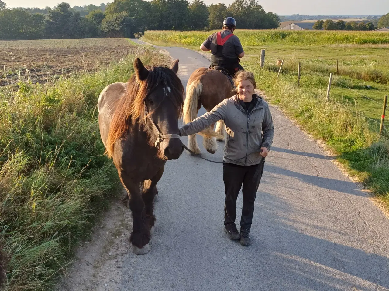 Billede 14 - Jysk hest, 2 års hingst