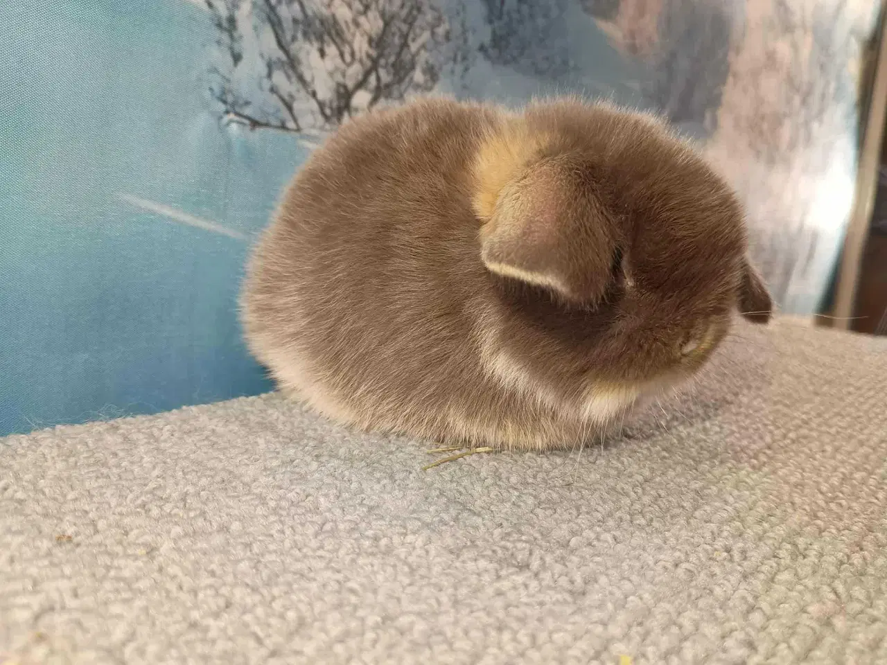 Billede 11 - Minilop pige, dværg kanin hun ung