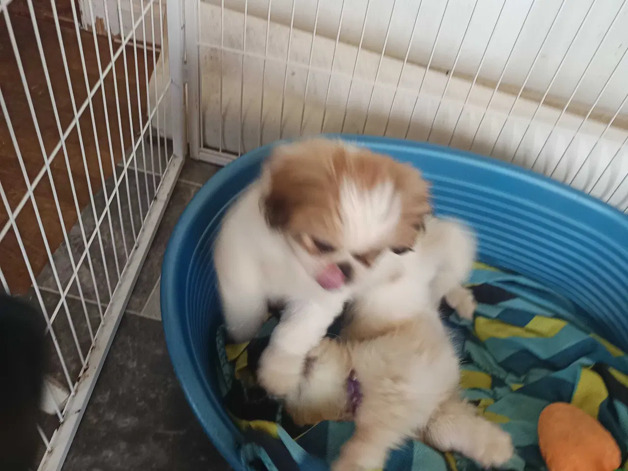 Billede 4 - Lækker hvapse 