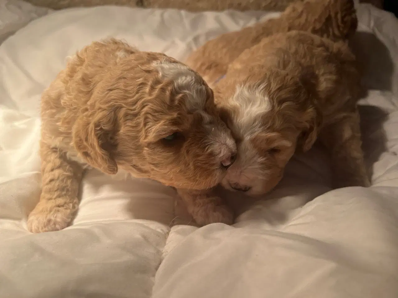 Billede 1 - Super lækre, og kraftige Lagotto / Spansk Vandhund