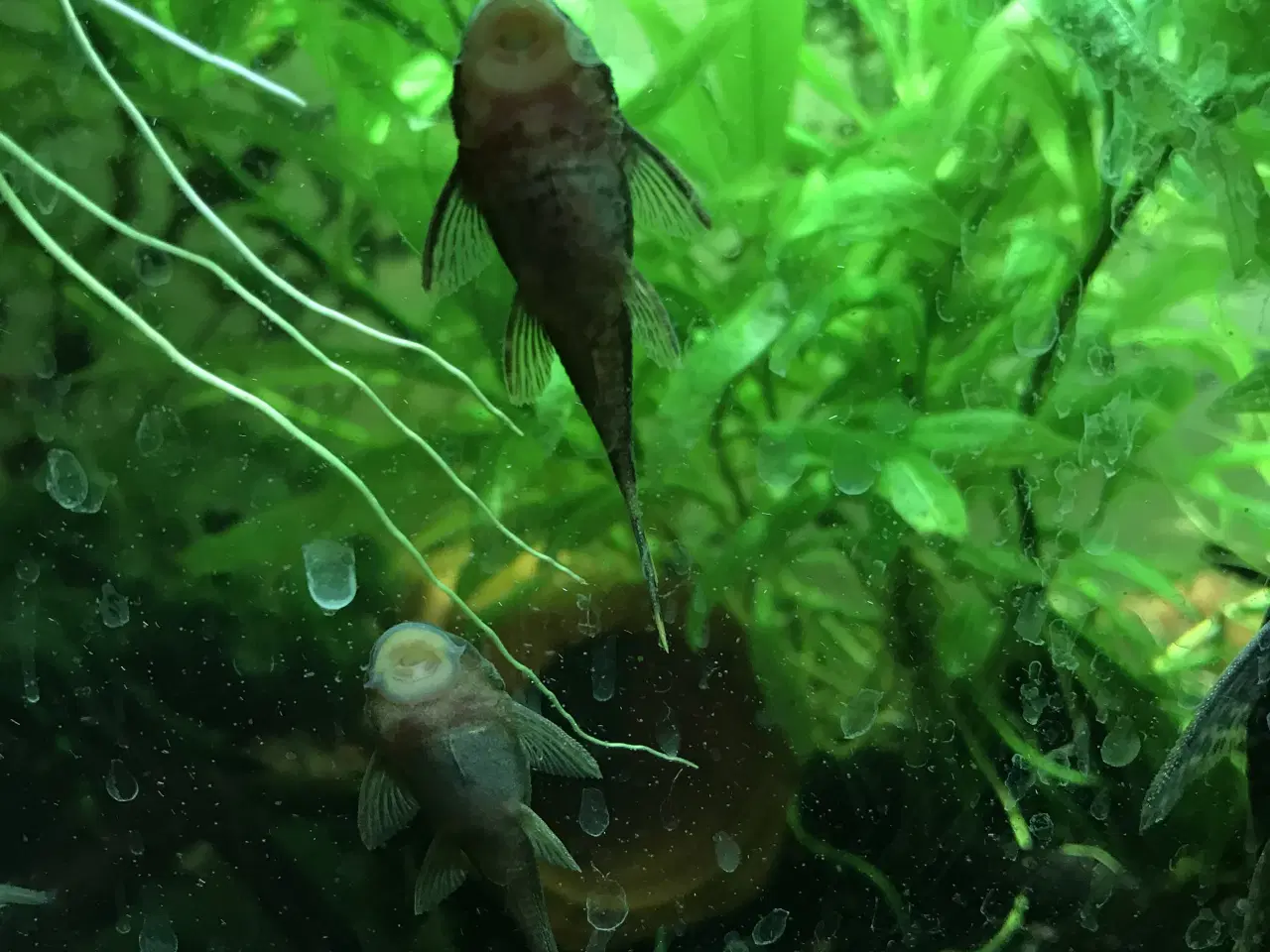 Billede 8 - 🐟 LDA16 Ancistrus maller – sunde og aktive 