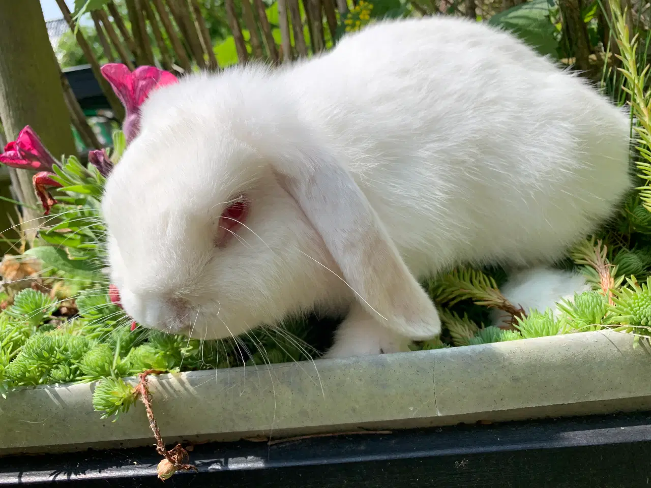 Billede 1 - Mini lop hun 1 år gammel