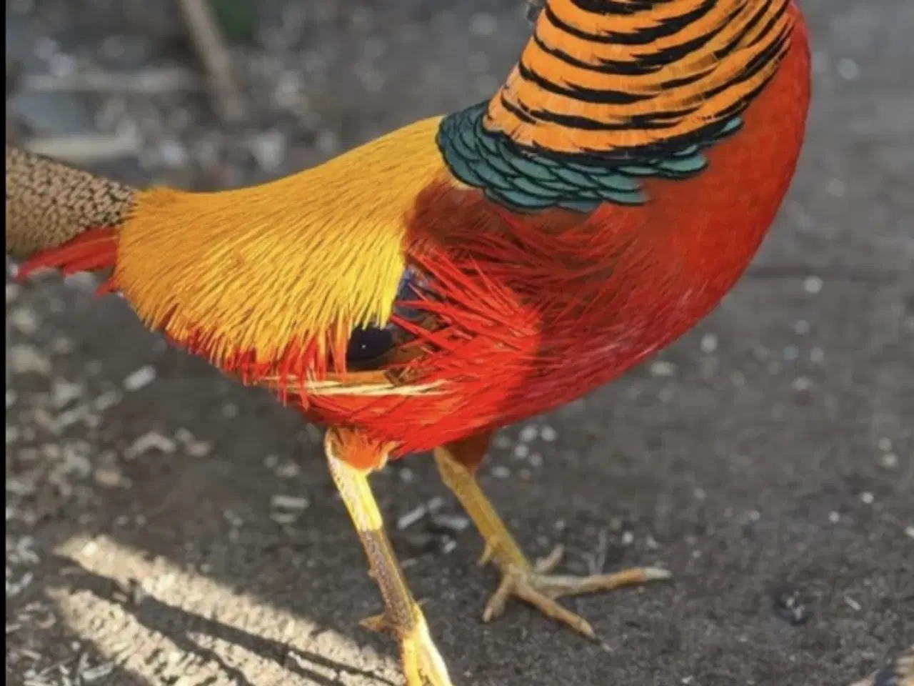 Billede 1 - Guldfasaner