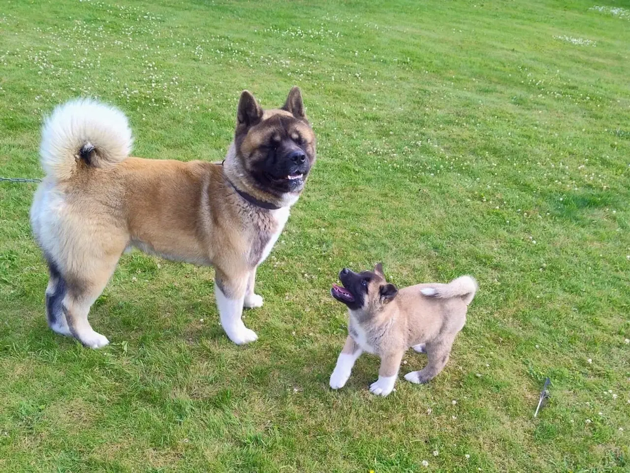 Billede 1 - Dreng hundehvalp Akita American 