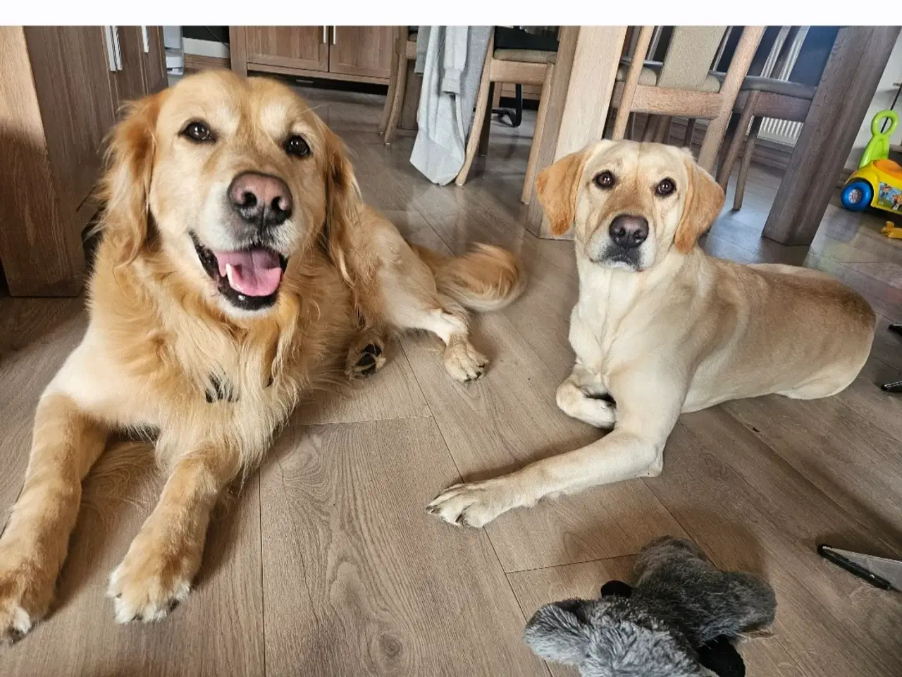 Billede 2 - Golden retriever og labrador hvalpe