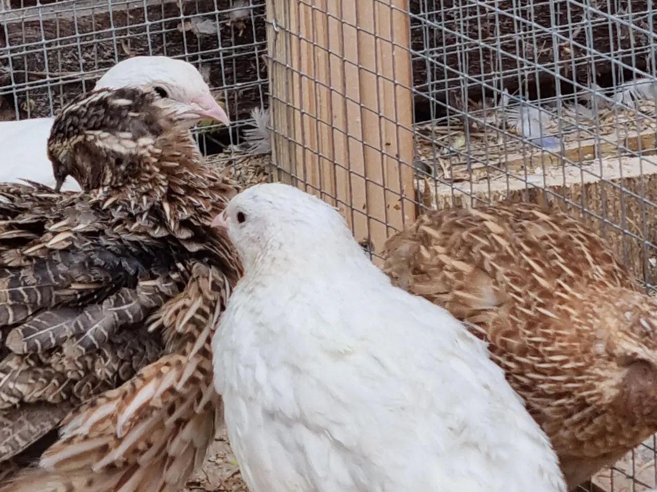 Billede 6 - Jumbo vagtler kokke 