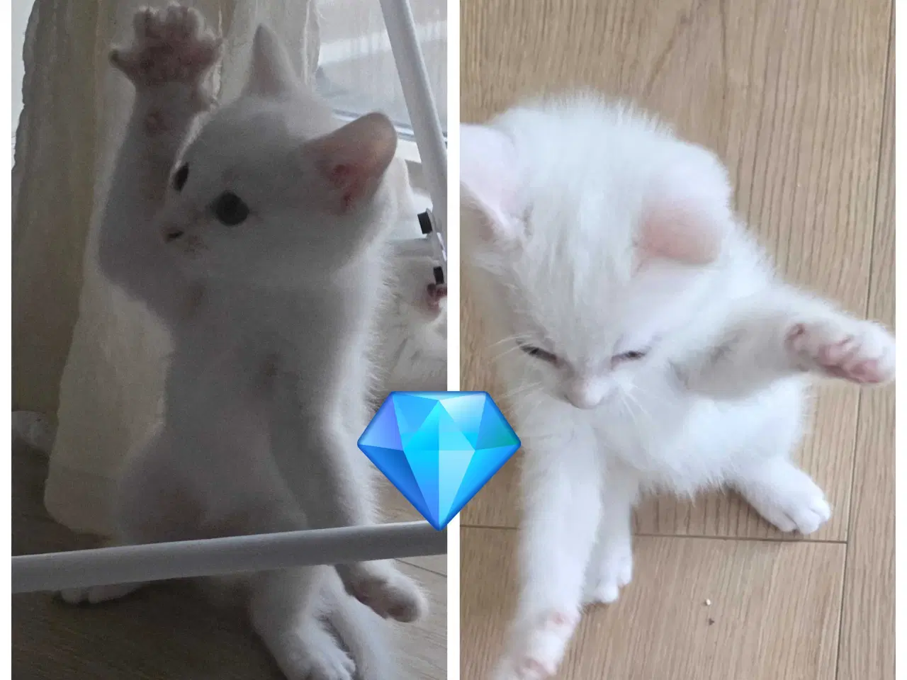 Billede 11 - Killinger mainecoon blandinger