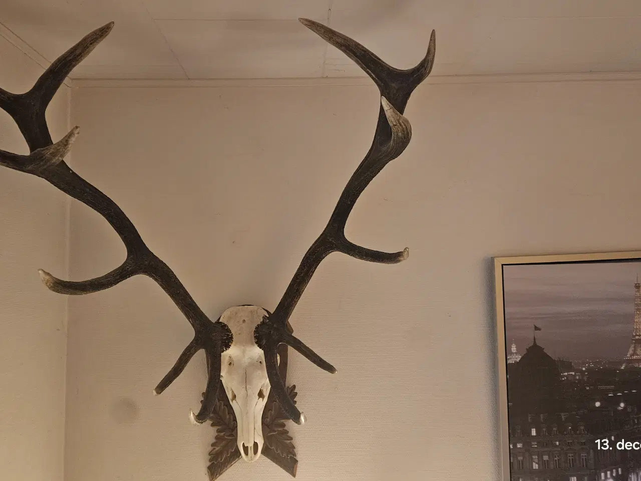 Billede 1 - Kron hjorte gevir . BYD