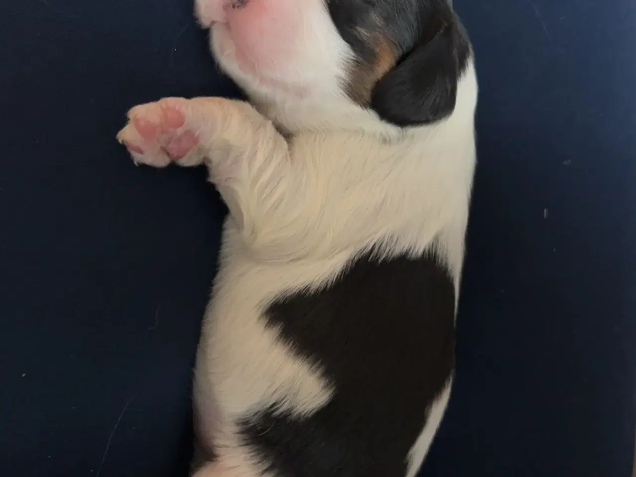Billede 4 - Cavalier King Charles hvalpe m. stambog