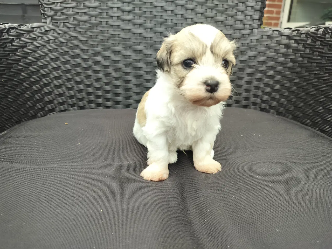 Billede 3 - Maltipoo hvalpe 