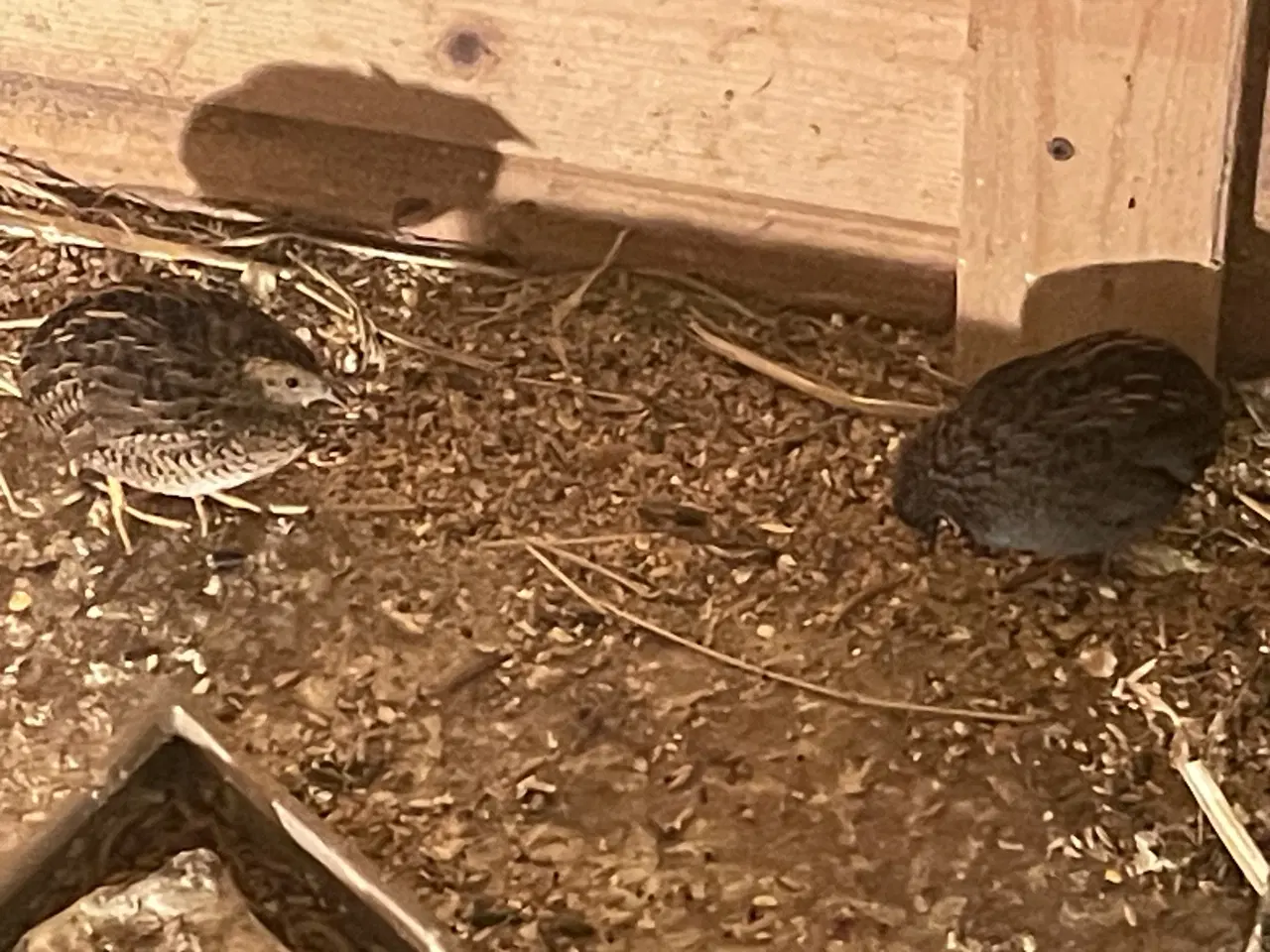 Billede 4 - Sælger forskellige fugle sammen