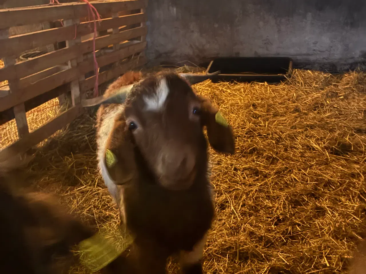 Billede 1 - Bukke Boergeder 