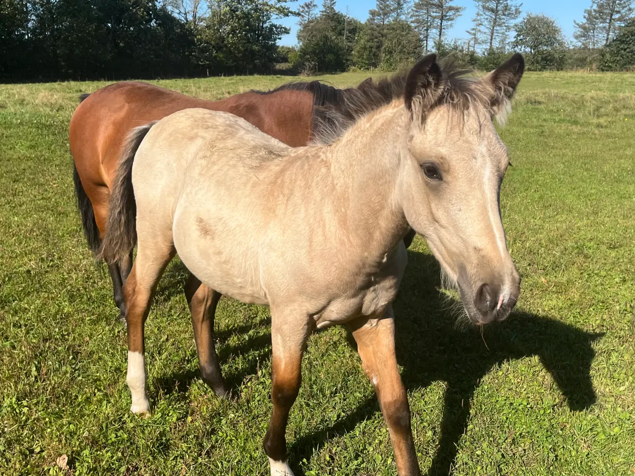 Billede 1 - Hingst føl