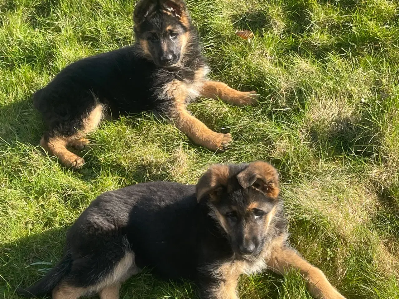 Billede 2 - Schæfer hvalpe soger nyt 🏡